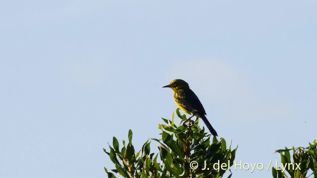 Prairie Warbler - ML201486311