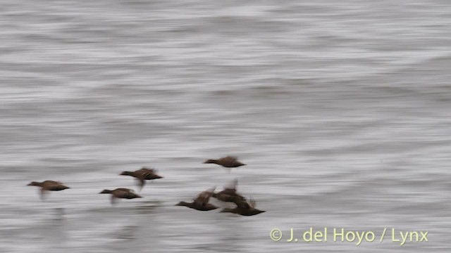 Eider à duvet (borealis) - ML201486341