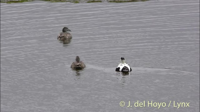 Eider à duvet (borealis) - ML201486371