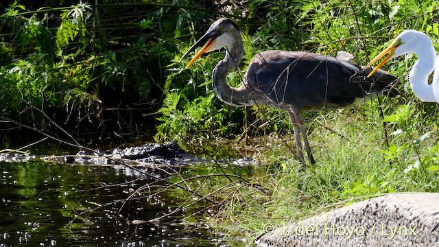 Great Blue Heron (Great Blue) - ML201486431