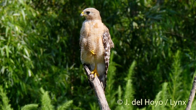 Rotschulterbussard - ML201486441