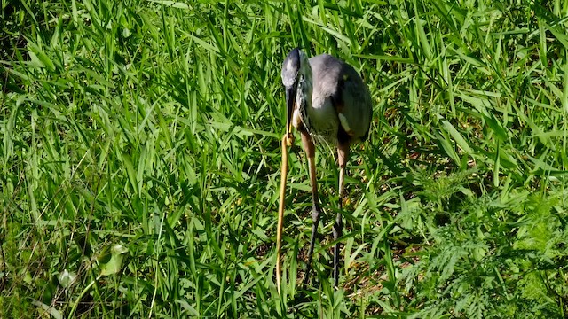 Great Blue Heron (Great Blue) - ML201486451