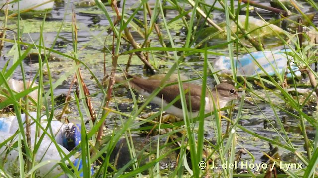 Flussuferläufer - ML201486481