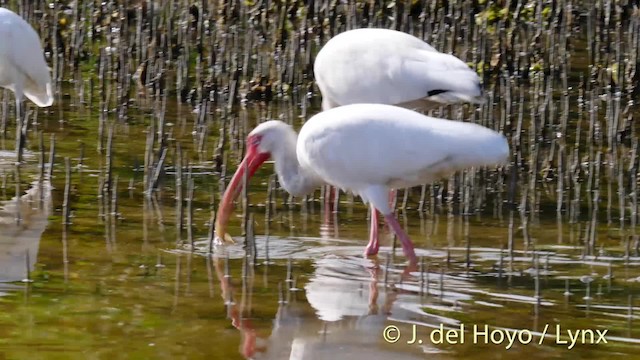 ibis bílý - ML201486521