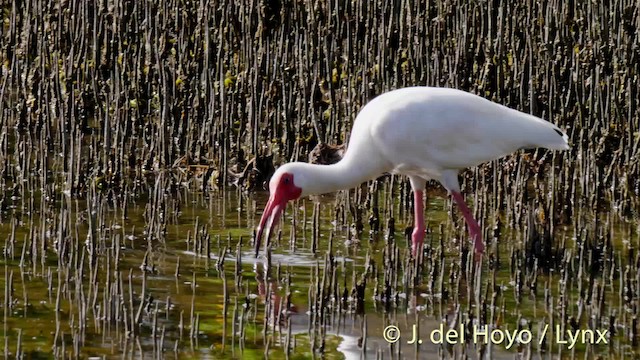 Ibis blanc - ML201486531