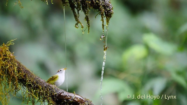 Chestnut-crowned Warbler - ML201486811