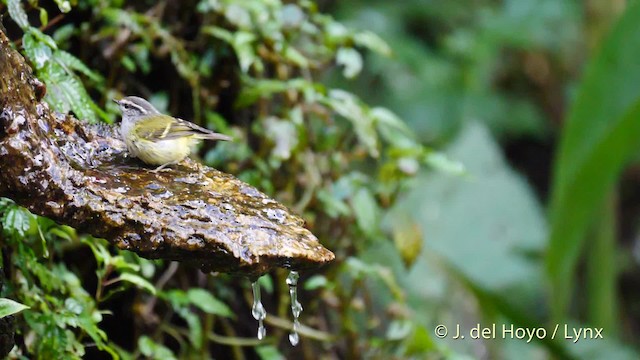 Mosquitero Gorjigrís - ML201486821