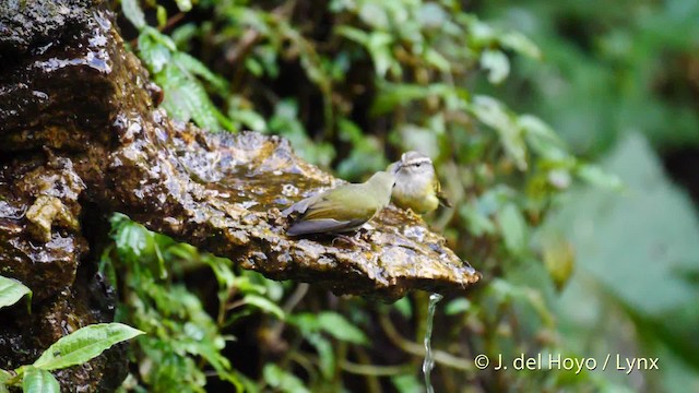 Mosquitero Gorjigrís - ML201486831