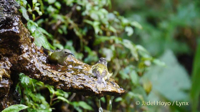 Ashy-throated Warbler - ML201486841