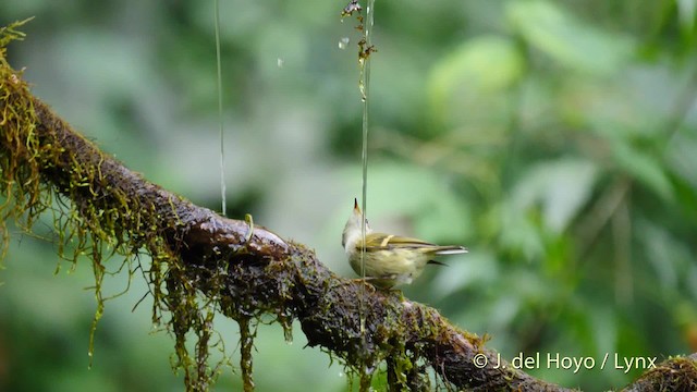 Mosquitero Elegante - ML201486851