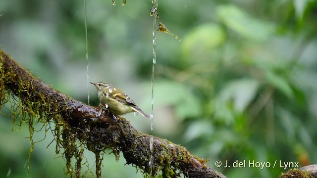 Mosquitero Elegante - ML201486861