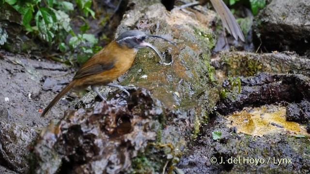 Slender-billed Scimitar-Babbler - ML201486891