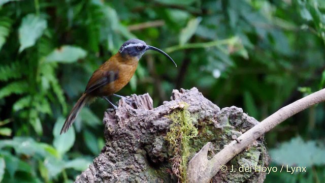 Slender-billed Scimitar-Babbler - ML201486901