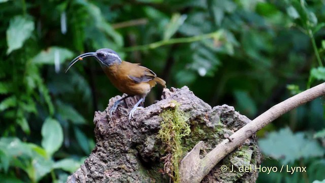 Slender-billed Scimitar-Babbler - ML201486911