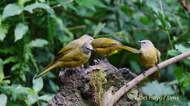 Flavescent Bulbul - ML201486951