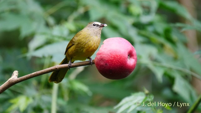 Flavescent Bulbul - ML201486961