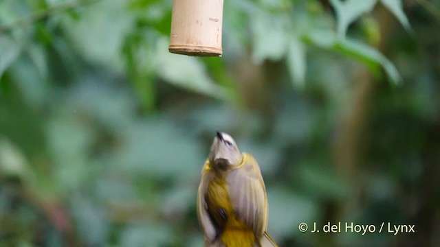 Flavescent Bulbul - ML201486971