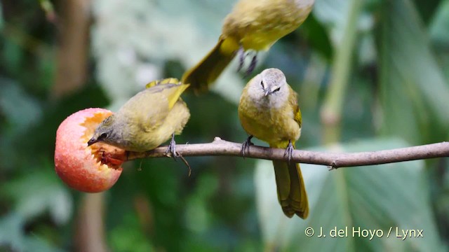 Flavescent Bulbul - ML201486981