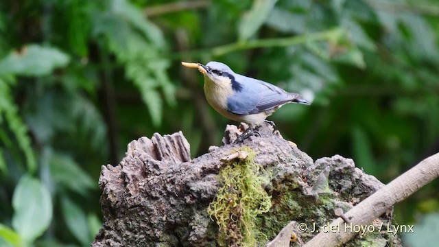 Chestnut-vented Nuthatch - ML201486991