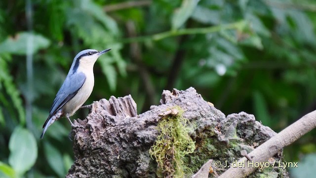 Chestnut-vented Nuthatch - ML201487001