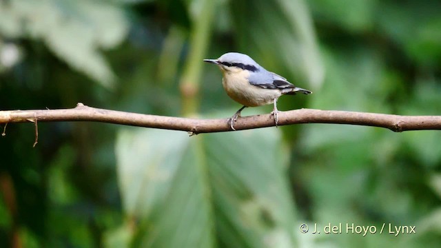 Chestnut-vented Nuthatch - ML201487011