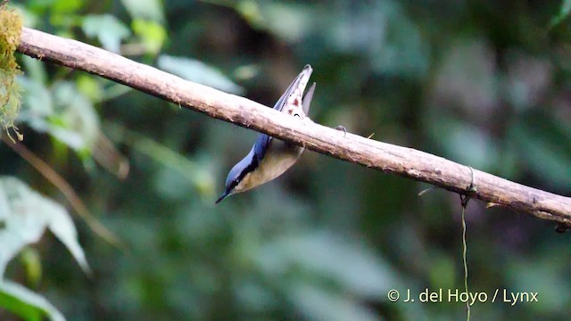 Chestnut-vented Nuthatch - ML201487021