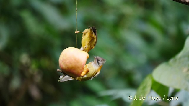 Bıyıklı Yuhina - ML201487041