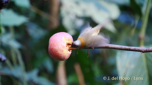 Yuhina à cou roux - ML201487051