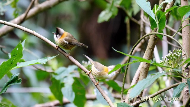 Whiskered Yuhina - ML201487061