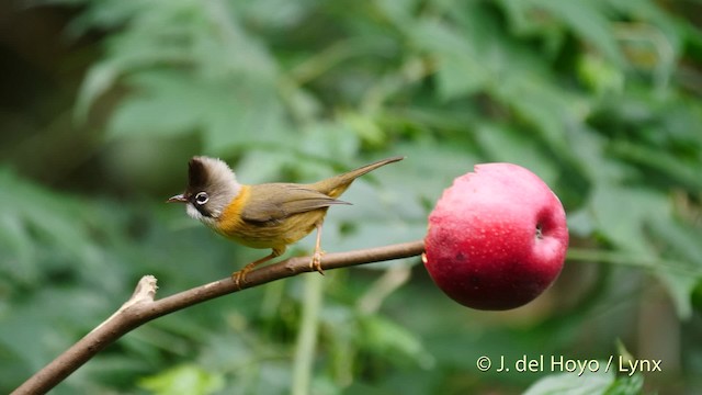 Bıyıklı Yuhina - ML201487071