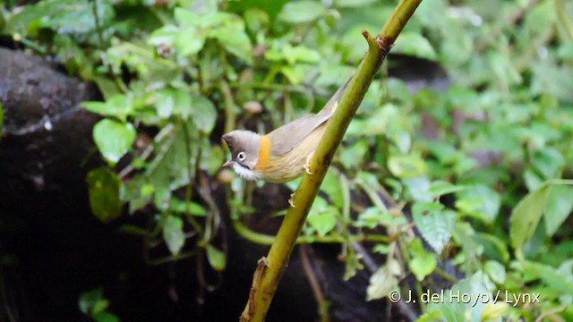 Whiskered Yuhina - ML201487081