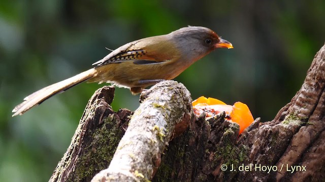 Roststirn-Meisenhäherling - ML201487091