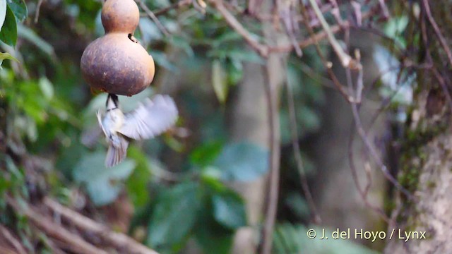 White-gorgeted Flycatcher - ML201487101