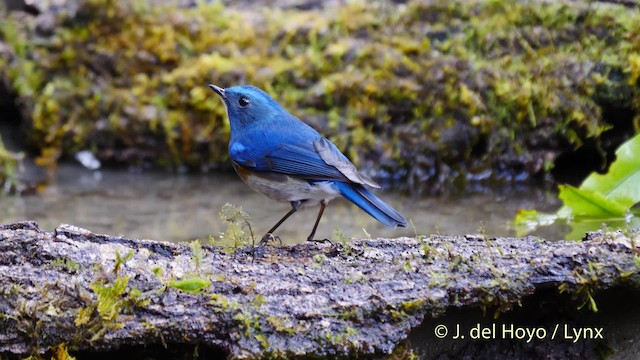 Himalayan Bluetail - ML201487201