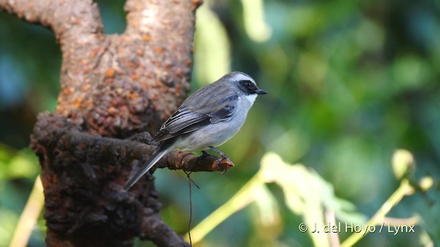 Gray Bushchat - ML201487281