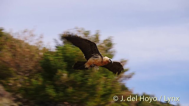 Bearded Vulture (Eurasian) - ML201487371