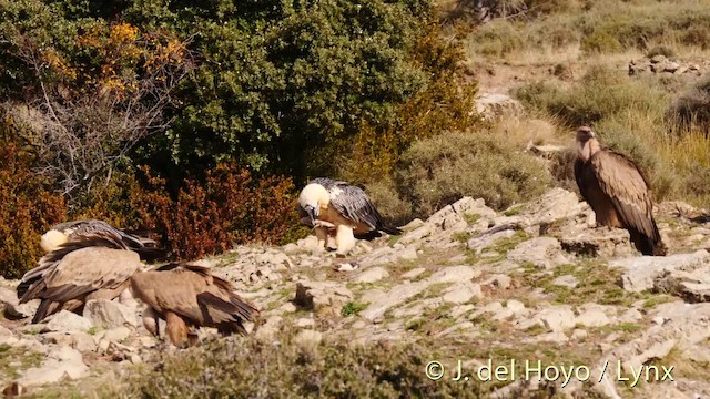 Bearded Vulture (Eurasian) - ML201487381
