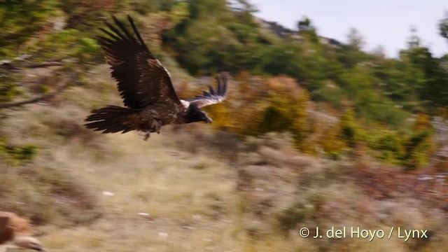 Bearded Vulture (Eurasian) - ML201487401