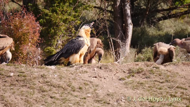 Bearded Vulture (Eurasian) - ML201487431