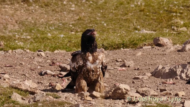 Bearded Vulture (Eurasian) - ML201487441