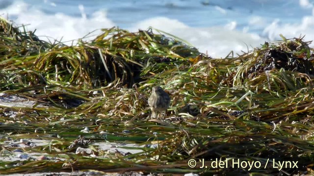 Rock Pipit (Eastern) - ML201487511