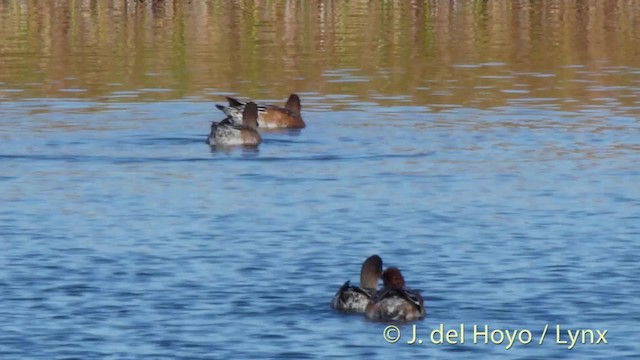 Eurasian Wigeon - ML201487531