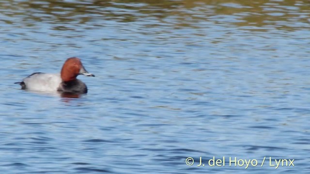 Common Pochard - ML201487671