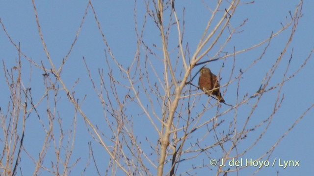 Eurasian Kestrel (Eurasian) - ML201487771