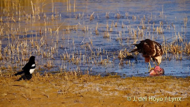 Eurasian Magpie (Iberian) - ML201487781