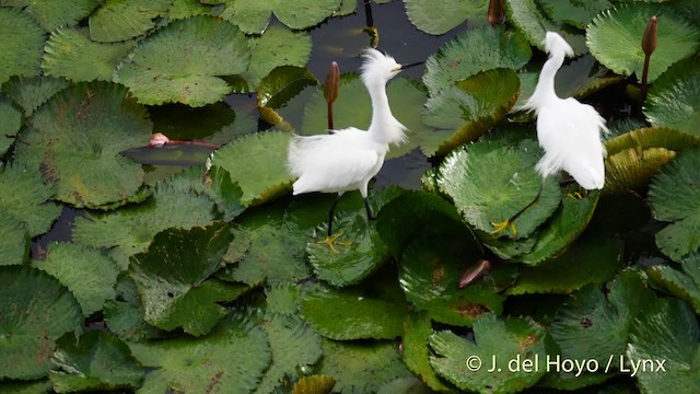 Snowy Egret - ML201487791