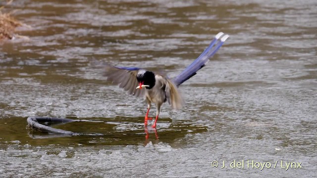 Pirolle à bec rouge - ML201487951