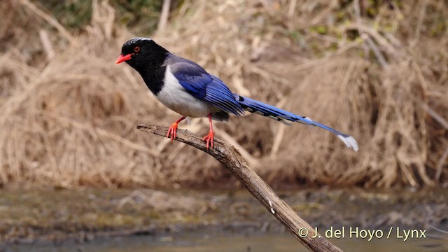 Red-billed Blue-Magpie - ML201487971