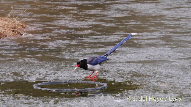 Red-billed Blue-Magpie - ML201487981