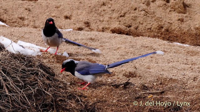 Red-billed Blue-Magpie - ML201488001